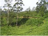 Sri Pada ali Adams peak 2243m - Sri lanka največje plantaže čaja na svetu